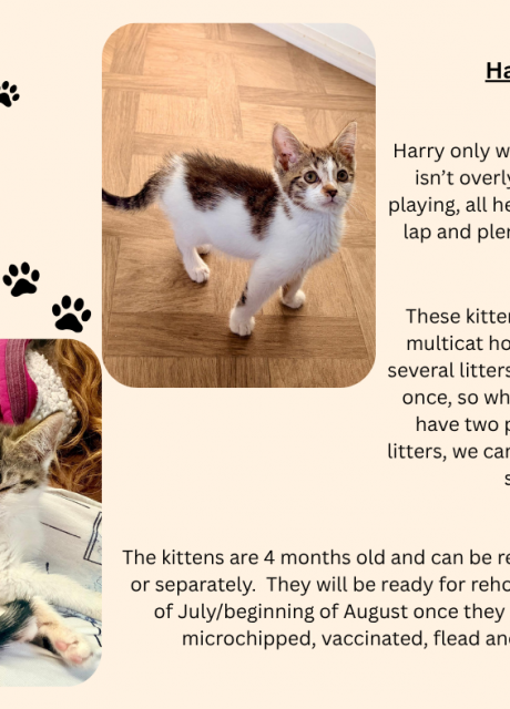 4Kits-1