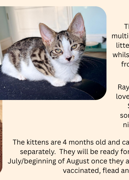 4Kits-3