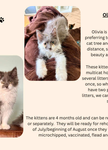 4Kits-4