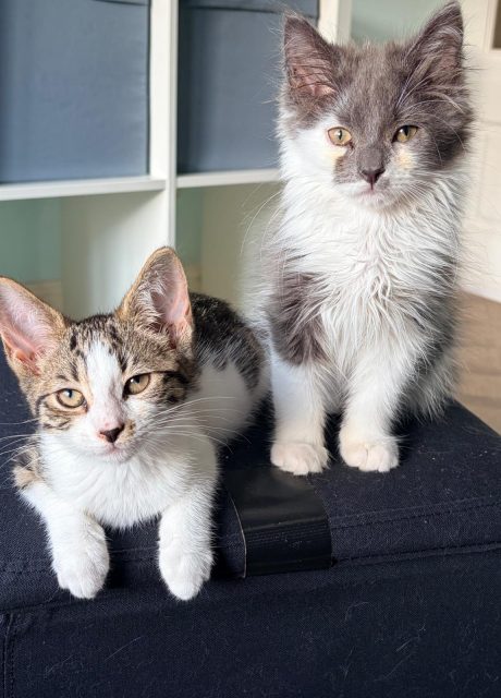 4Kits-6