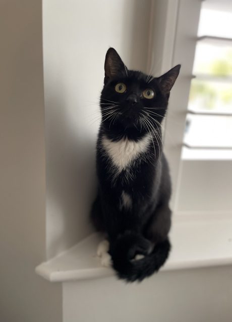 Gracie-2