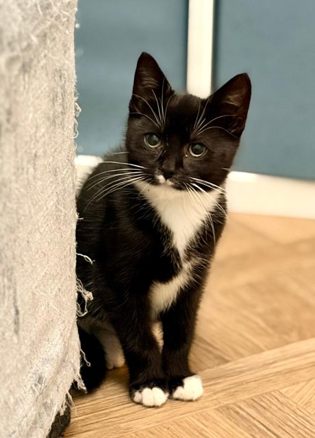 Pippa-1