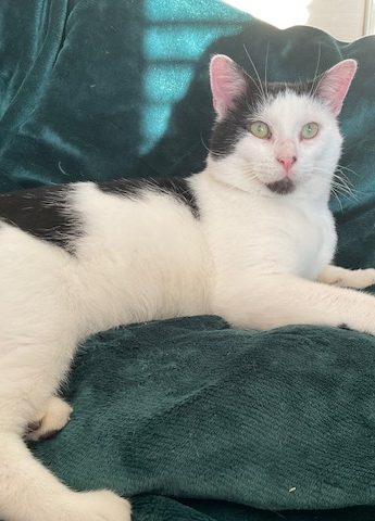Smudge-1
